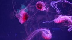 Watch: Jellyfish mesmerise in their own museum in Florida watch:-jellyfish-mesmerise-in-their-own-museum-in-florida