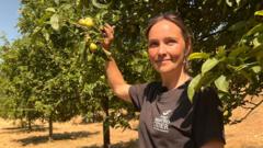 Somerset cider makers left with very few apples after heatwaves somerset-cider-makers-left-with-very-few-apples-after-heatwaves
