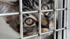 More cats abandoned ‘due to rising costs’ says Coventry RSPCA more-cats-abandoned-‘due-to-rising-costs’-says-coventry-rspca
