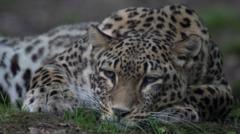 Dutch zookeeper dies after being mauled in leopard enclosure dutch-zookeeper-dies-after-being-mauled-in-leopard-enclosure