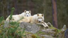German wolf attack: Girl seriously injured at wildlife park german-wolf-attack:-girl-seriously-injured-at-wildlife-park