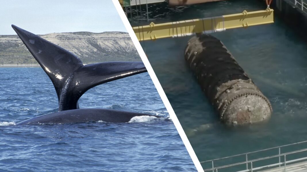 AI firms want to build underwater data centers in the middle of an endangered whale habitat — but Alaskan campaigners have branded the plans ai-firms-want-to-build-underwater-data-centers-in-the-middle-of-an-endangered-whale-habitat-—-but-alaskan-campaigners-have-branded-the-plans