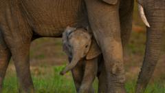 Global nature talks reach deal but money remains an issue global-nature-talks-reach-deal-but-money-remains-an-issue